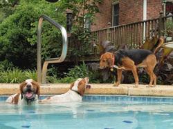 3 dogs playing in an in ground swimming pool